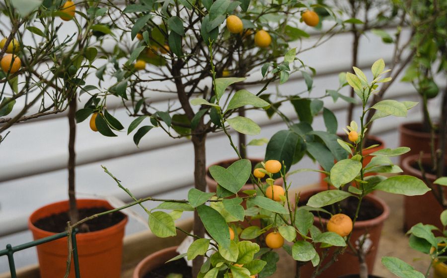 Frutíferas